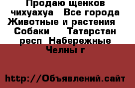 Продаю щенков чихуахуа - Все города Животные и растения » Собаки   . Татарстан респ.,Набережные Челны г.